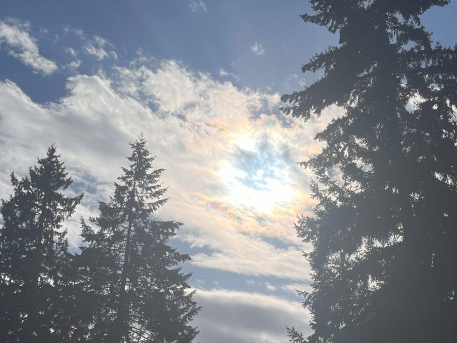 Sun peeking through clouds with tall trees silhouetted against the sky.