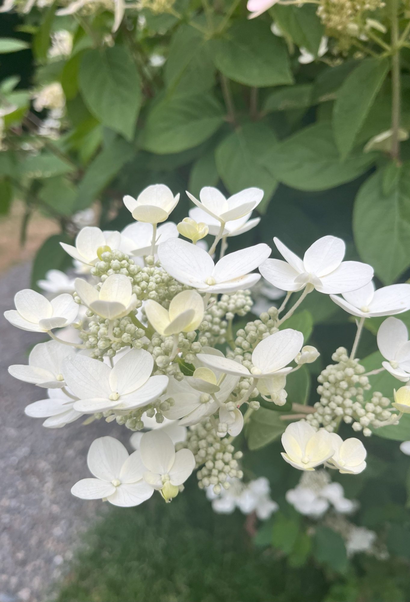 White hydrangea flowers in clusters against green foliage.