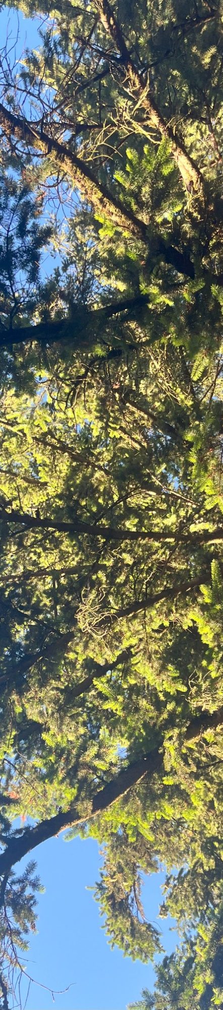 Sunlight filtering through lush green tree leaves against a clear blue sky.